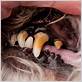 periodontitis dog gum disease