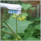 pollinate tomatoes with toothbrush