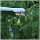 pollinating tomatoes with an electric toothbrush