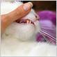 proc3dures to help old cats with gum disease