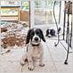 puppy proofing your home