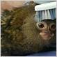 pygmy marmoset toothbrush
