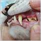 recessed gum disease in cats