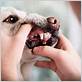 reduce dogs gum diseases organically