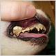 severe gum disease for dog