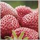 strawberries help gum disease