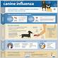 symptoms canine flu