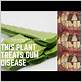 tea gum disease