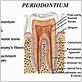 the periodontium is the ____.
