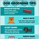 tips dog grooming
