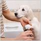 tips for grooming your dog at home