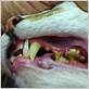 tooth or gum disease cats