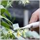 using a electric toothbrush to pollinate tomato flowers