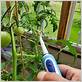 using an electric toothbrush to pollinate tomatoes