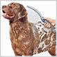 waterpik dog sprayer