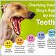 what age can dogs have dental chews