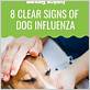 what are symptoms of dog flu