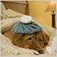what are the symptoms of the flu in dogs