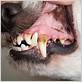 what can you do for gum disease in dogs