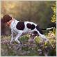 what does a hunting dog do
