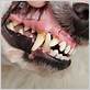 what does dog gum disease look like