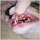 what does gum disease look like in cats