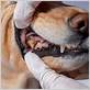 what happens if dogs gum disease goes untreated