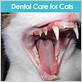 what if my cat is chewing after dental work