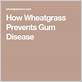 wheatgrass and gum disease